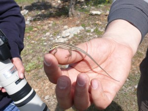 Proje sahası ve yakın çevresinde görülebilen geniş yayılışlı türlerden olan tarla kertenkelesi (Ophisops elegans)
